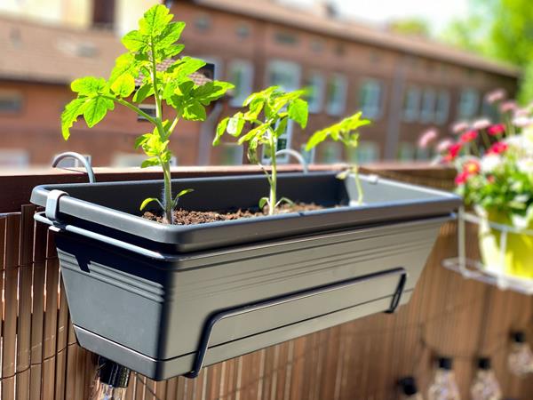 Atelier jardinnage : Apprendre à faire ses semis d´herbes aromatiques pour son balcon