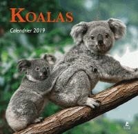 CALENDRIER KOALAS 2019 | 9782809915990
