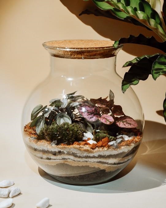 PAMPA TERRARIUM BOULE S | TERRA02