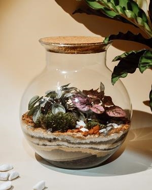 PAMPA TERRARIUM BOULE S | TERRA02