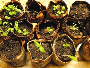 COURS SUR LE JARDINAGE ENFANTS | JARDINENF | JEAN DUSSIN